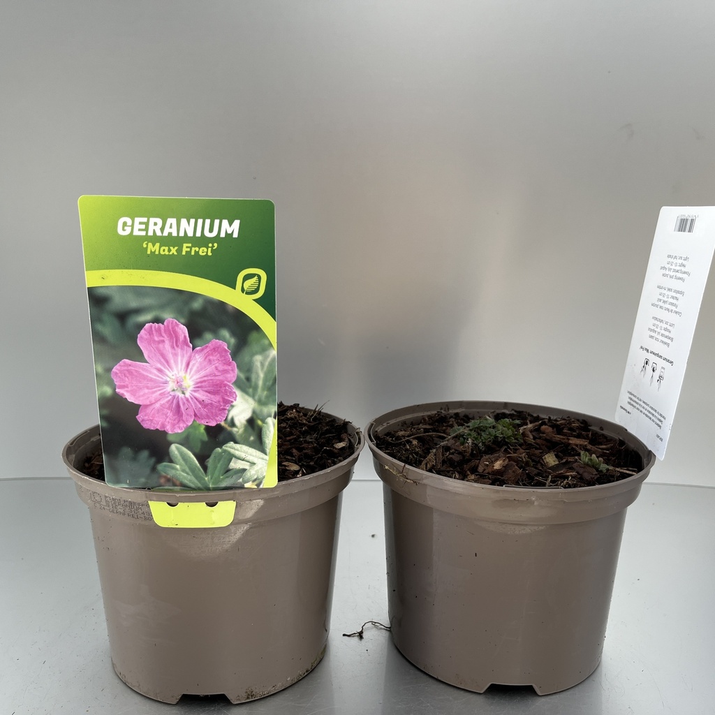 [GERMFREI-C2] Geranium sang. 'Max Frei'