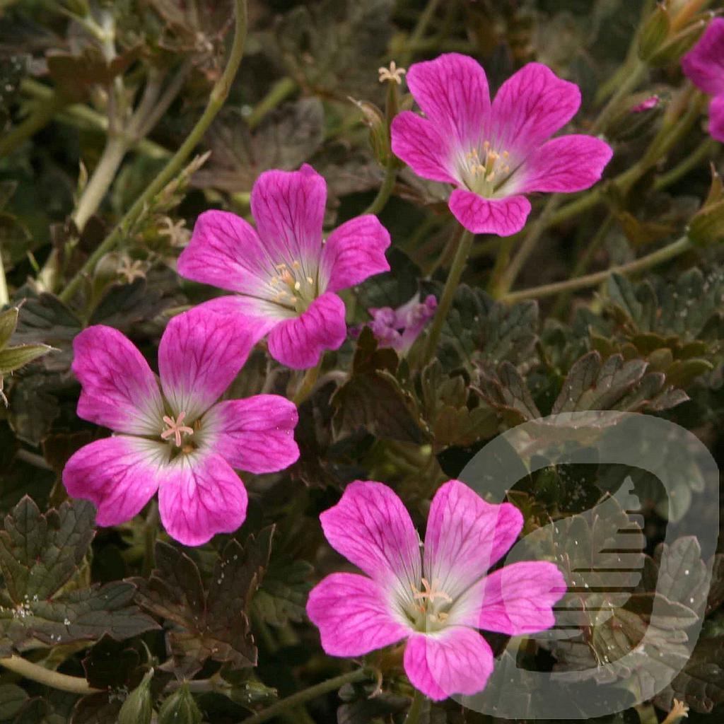 [GEROCHER-C2] Geranium 'Orkney Cherry'®