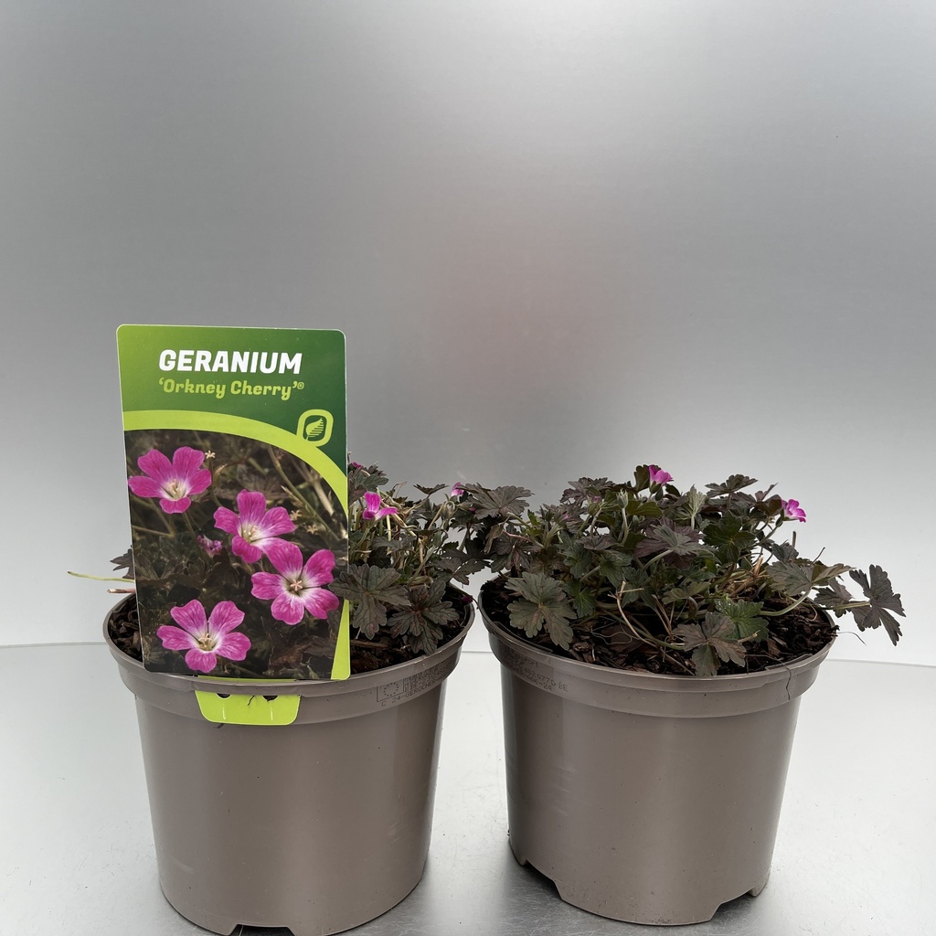[GEROCHER-C2] Geranium 'Orkney Cherry'®