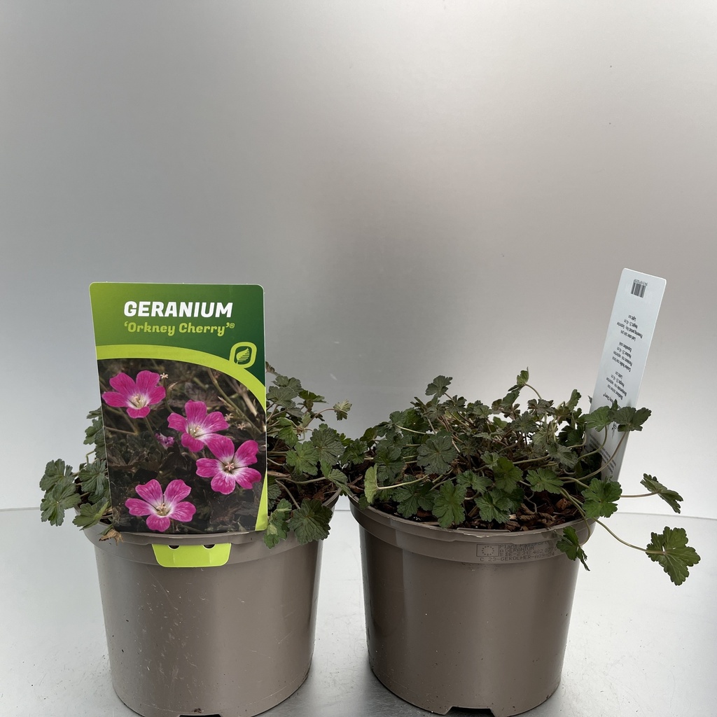 [GEROCHER-C2] Geranium 'Orkney Cherry'®