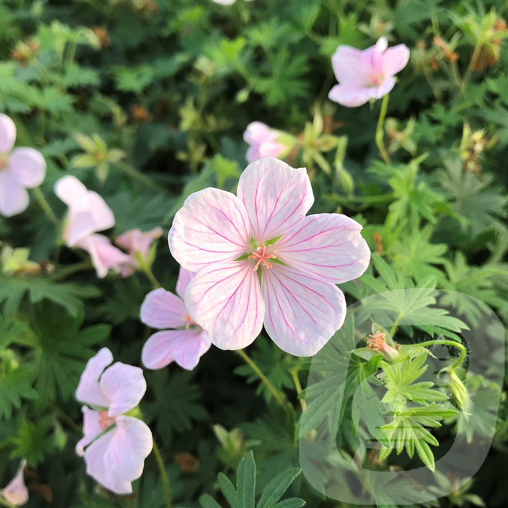 [GERPPOUF-C2] Geranium 'Pink Pouffe'®