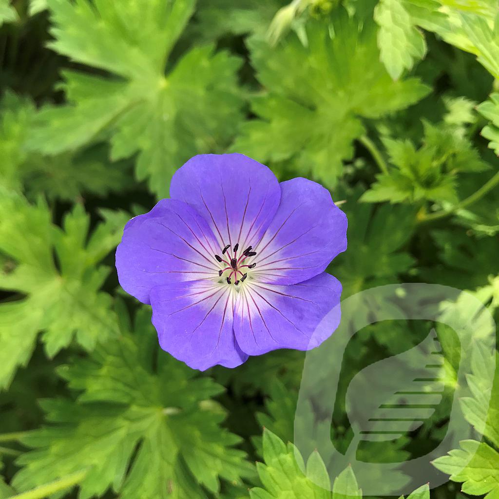 [GERROZAN-C2] Geranium 'Rozanne'®