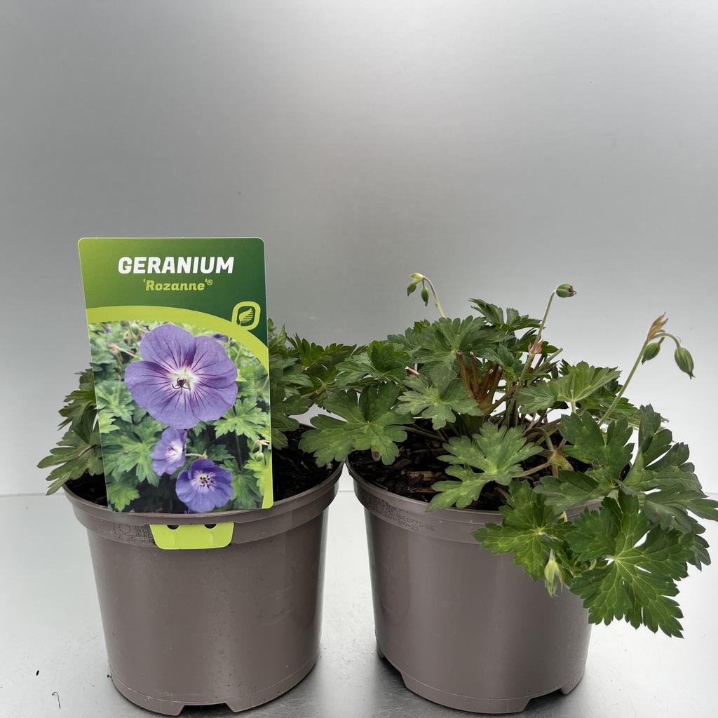 [GERROZAN-C2] Geranium 'Rozanne'®