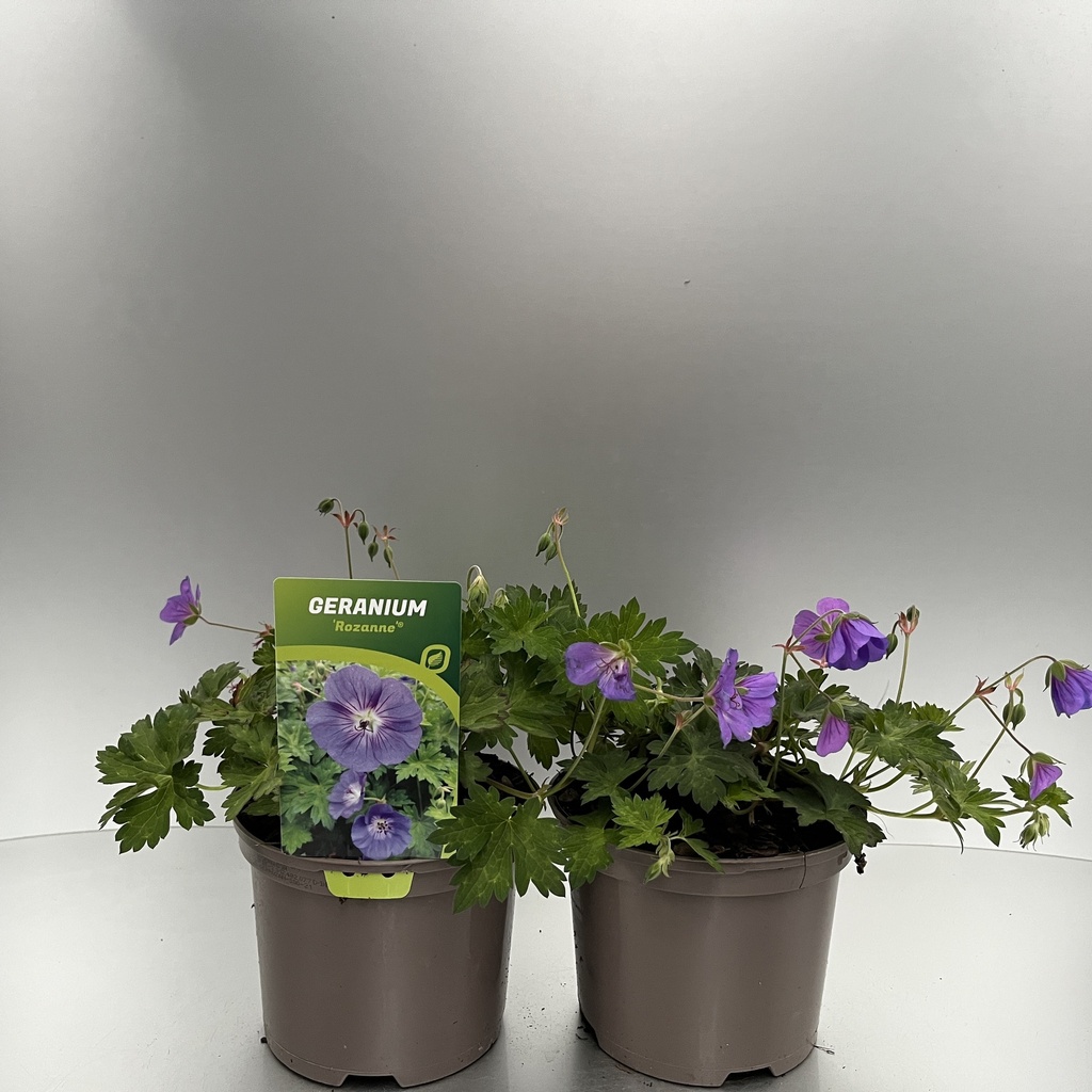 [GERROZAN-C2] Geranium 'Rozanne'®