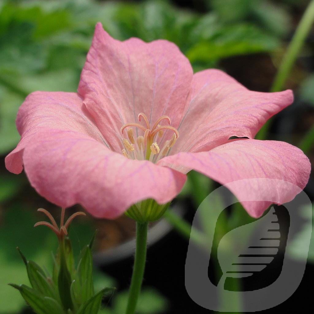 [GERWPINK-C2] Geranium endr. 'Wargrave Pink'