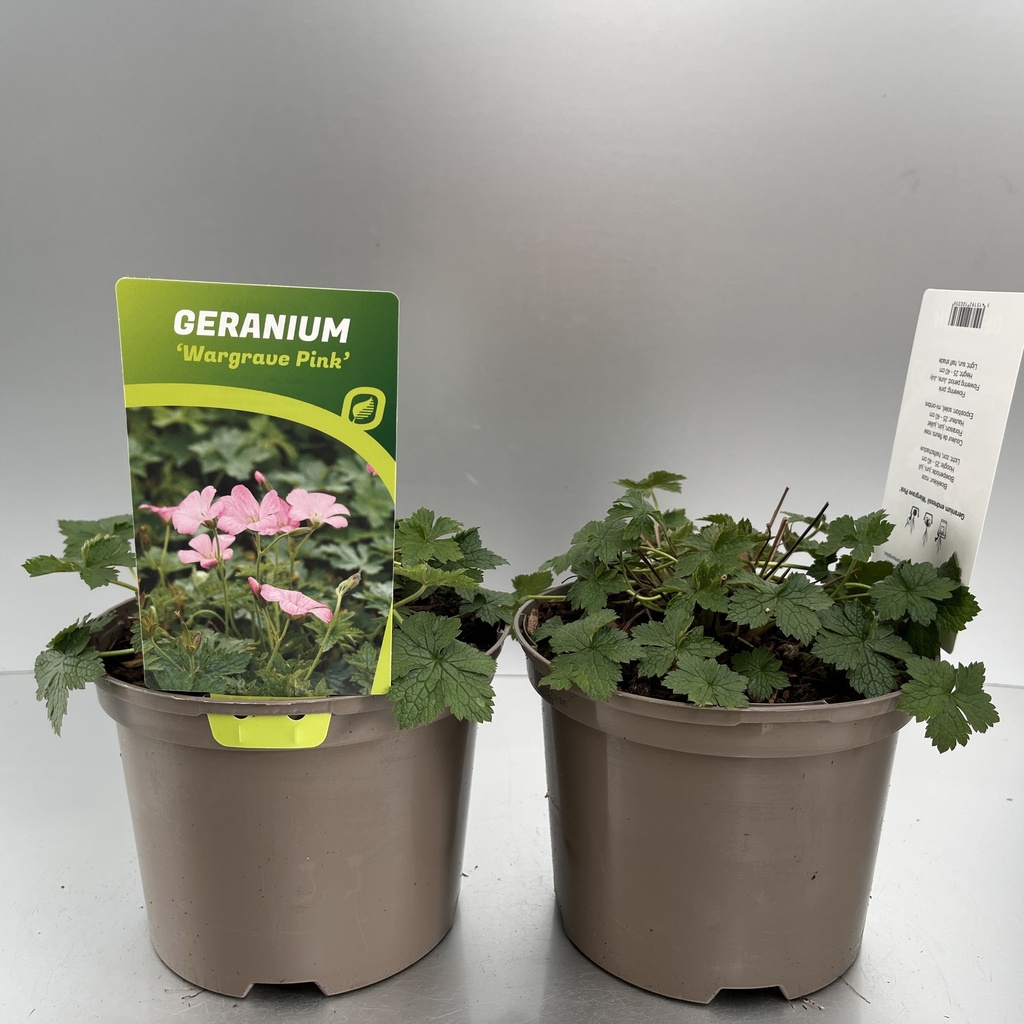 [GERWPINK-C2] Geranium endr. 'Wargrave Pink'