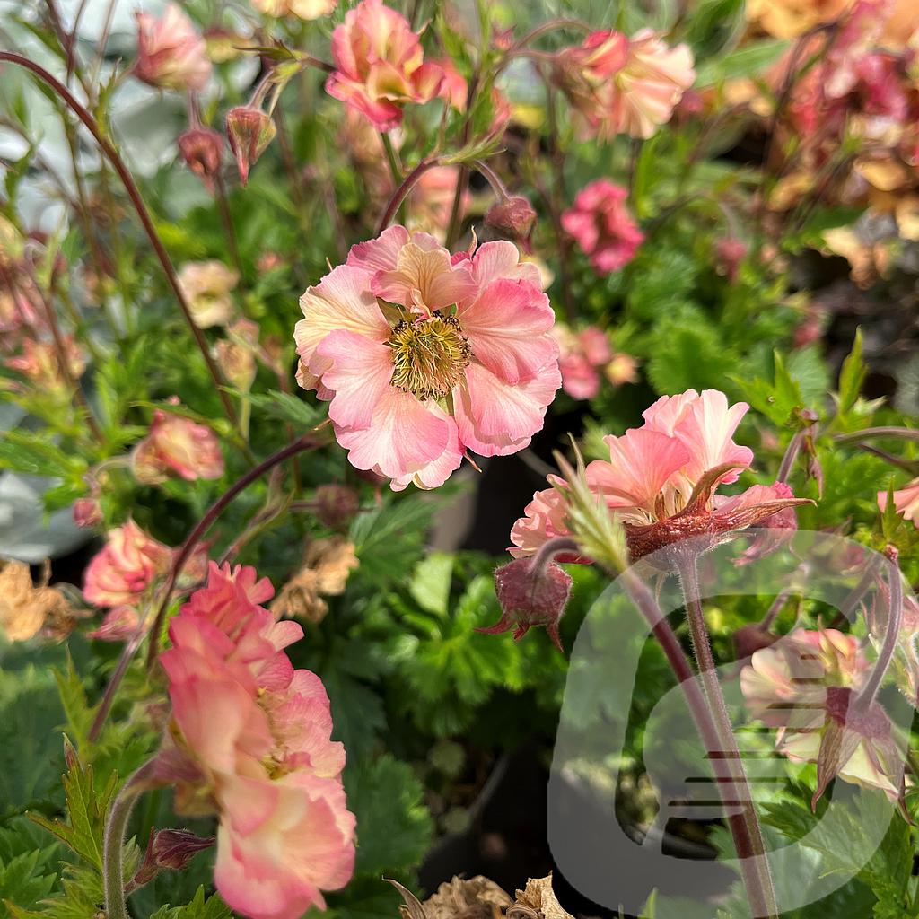 [GEUPPEAC-C2] Geum 'Pretticoats Peach'®