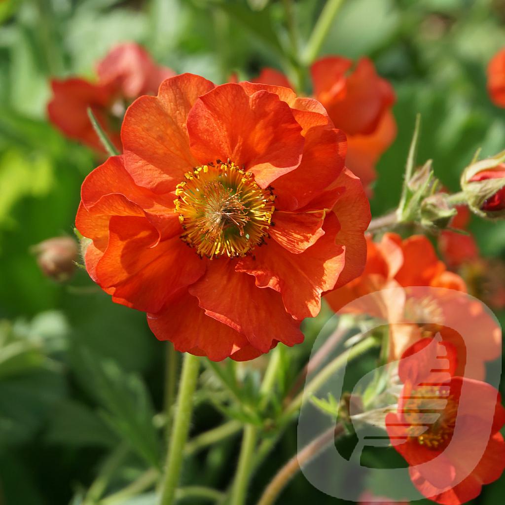 [GEUSTEMP-C2] Geum 'Scarlet Tempest'®