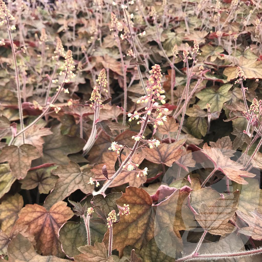 [HEUADECO-C2] Heucherella 'Art Deco'®