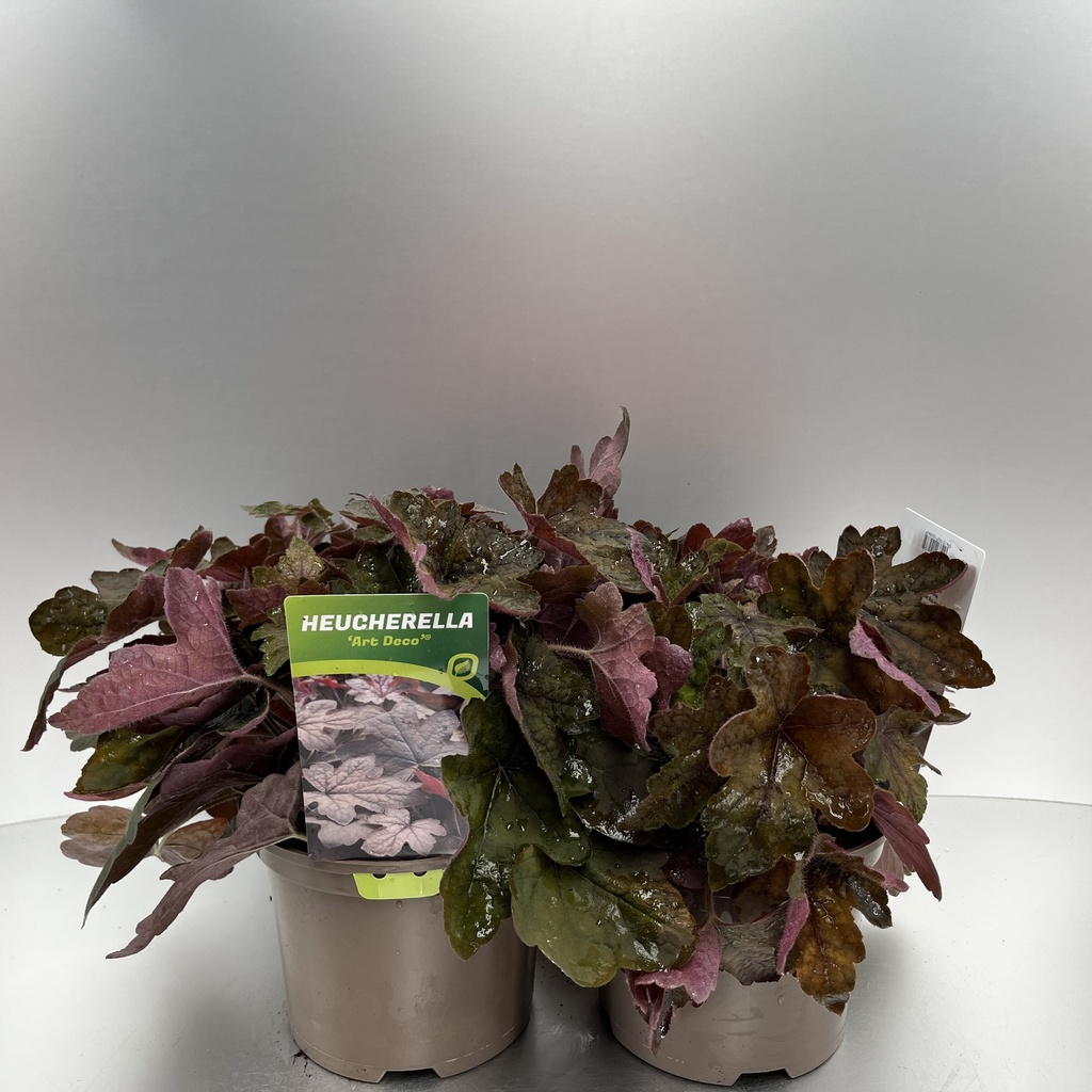 [HEUADECO-C2] Heucherella 'Art Deco'®