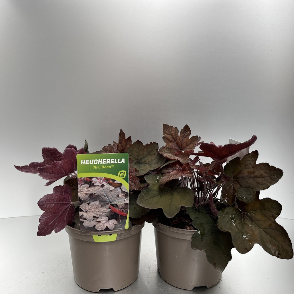 [HEUADECO-C2] Heucherella 'Art Deco'®