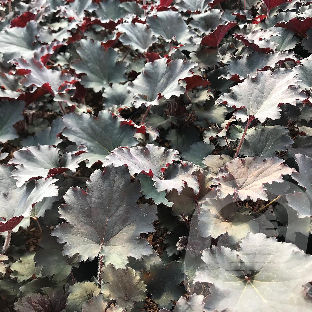 [HEUBINOC-C2] Heuchera 'Binoche'®