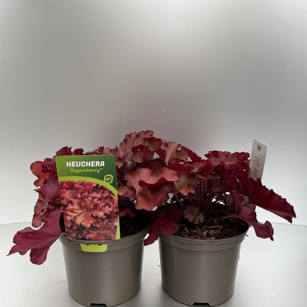 [HEUBOYSE-C2] Heuchera 'Boysenberry'®