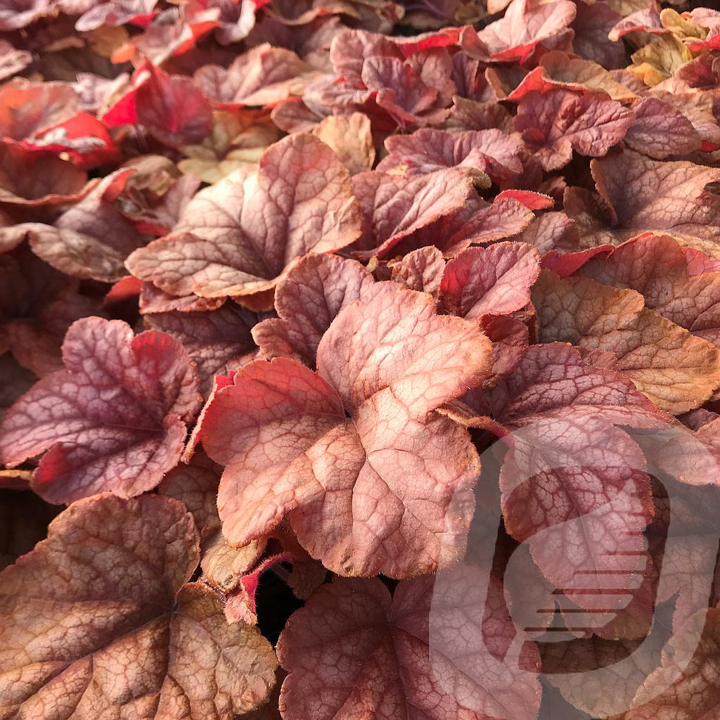 [HEUBRUM-C2] Heucherella 'Buttered Rum'®