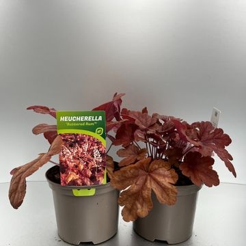 [HEUBRUM-C2] Heucherella 'Buttered Rum'®