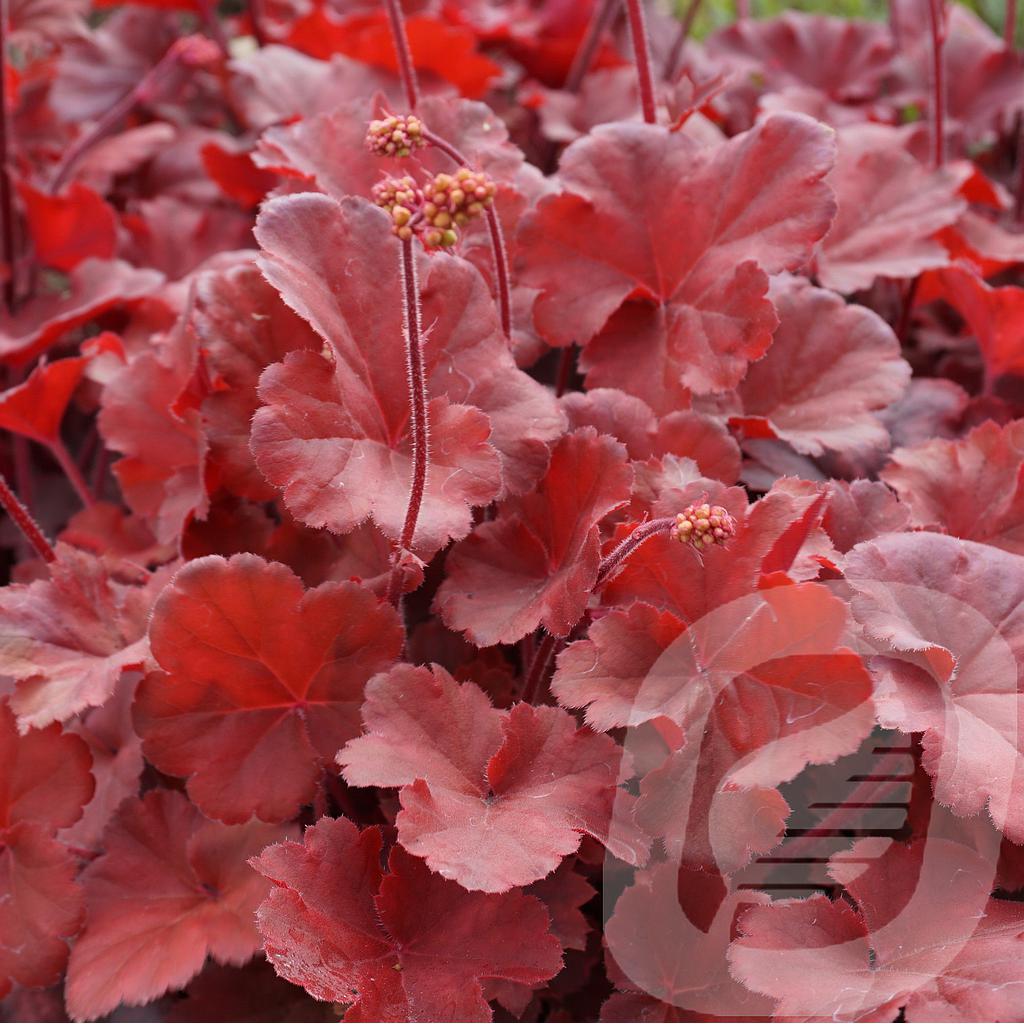 [HEUCCOLA-C2] Heuchera 'Cherry Cola'®