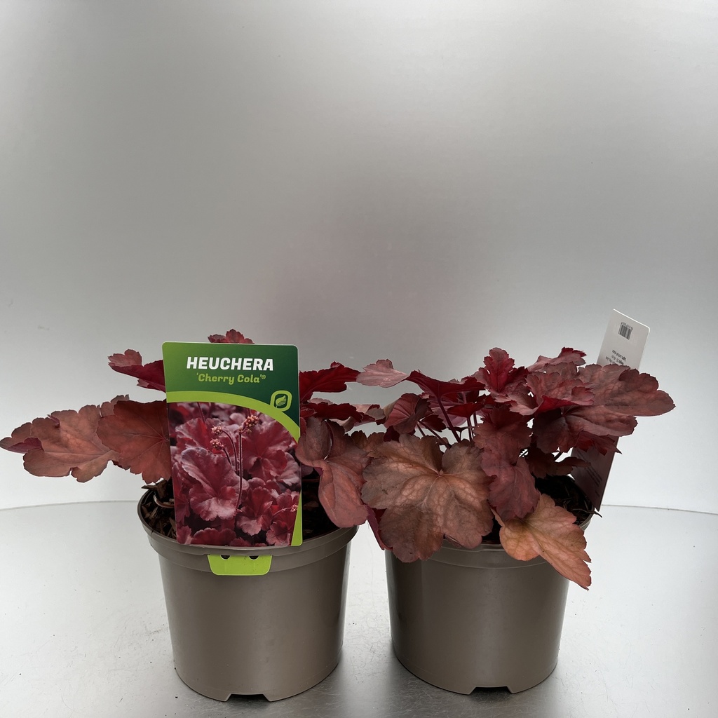 [HEUCCOLA-C2] Heuchera 'Cherry Cola'®