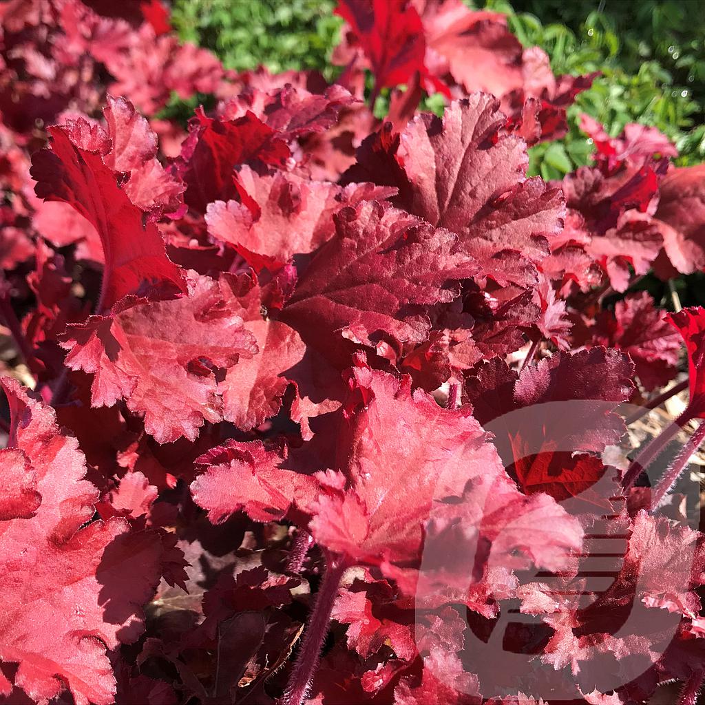 [HEUCRANB-C2] Heuchera 'Cranberry'®