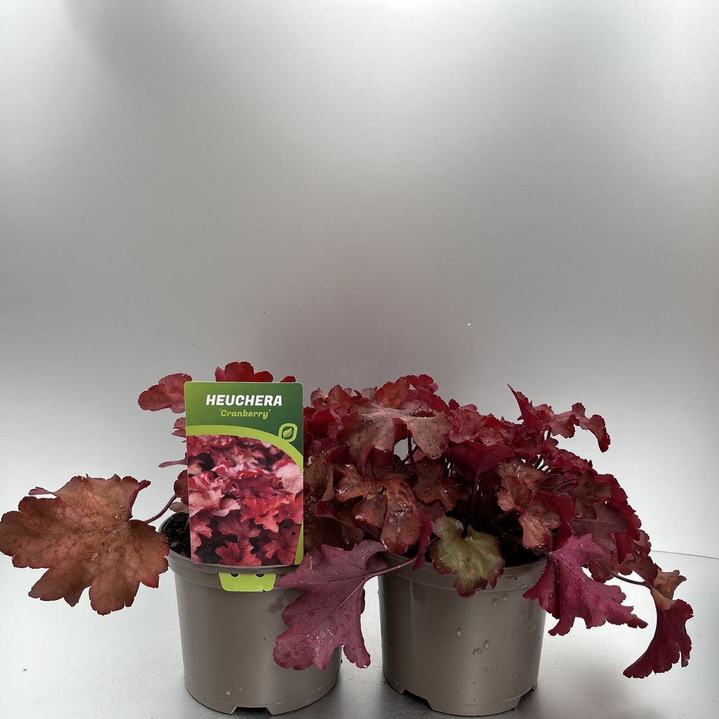 [HEUCRANB-C2] Heuchera 'Cranberry'®