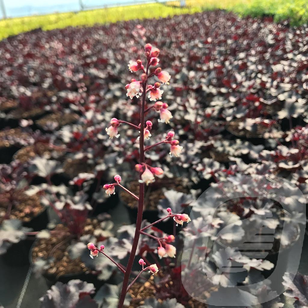 [HEUCRAST-C2] Heuchera 'Crazy Rasta'®