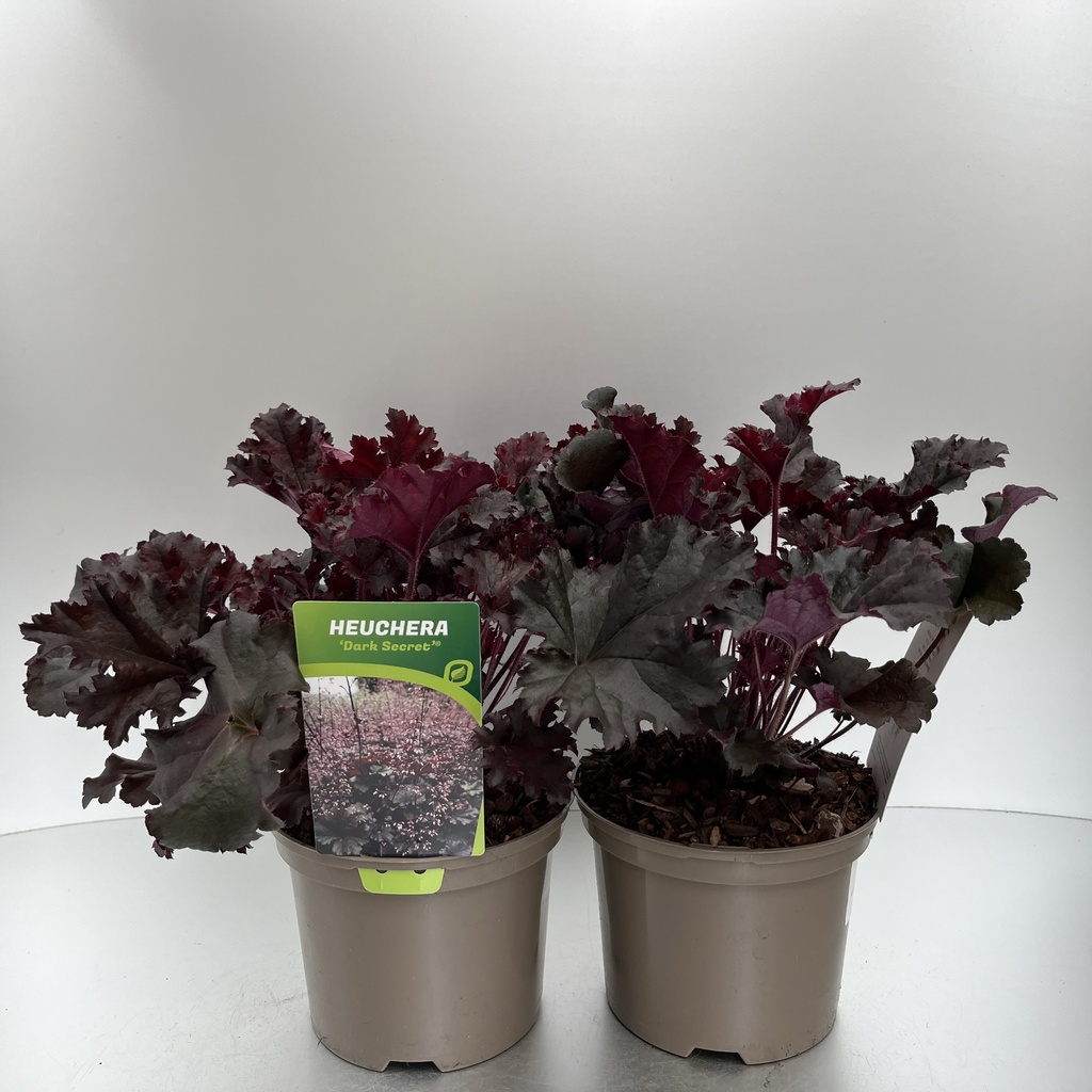 [HEUDSECR-C2] Heuchera 'Dark Secret'®