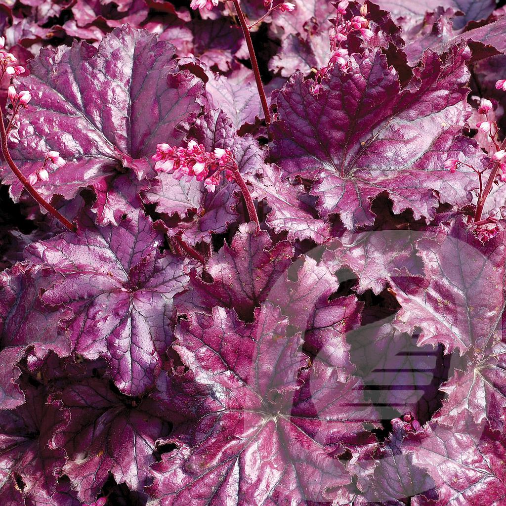 [HEUFPURP-C2] Heuchera 'Forever Purple'®