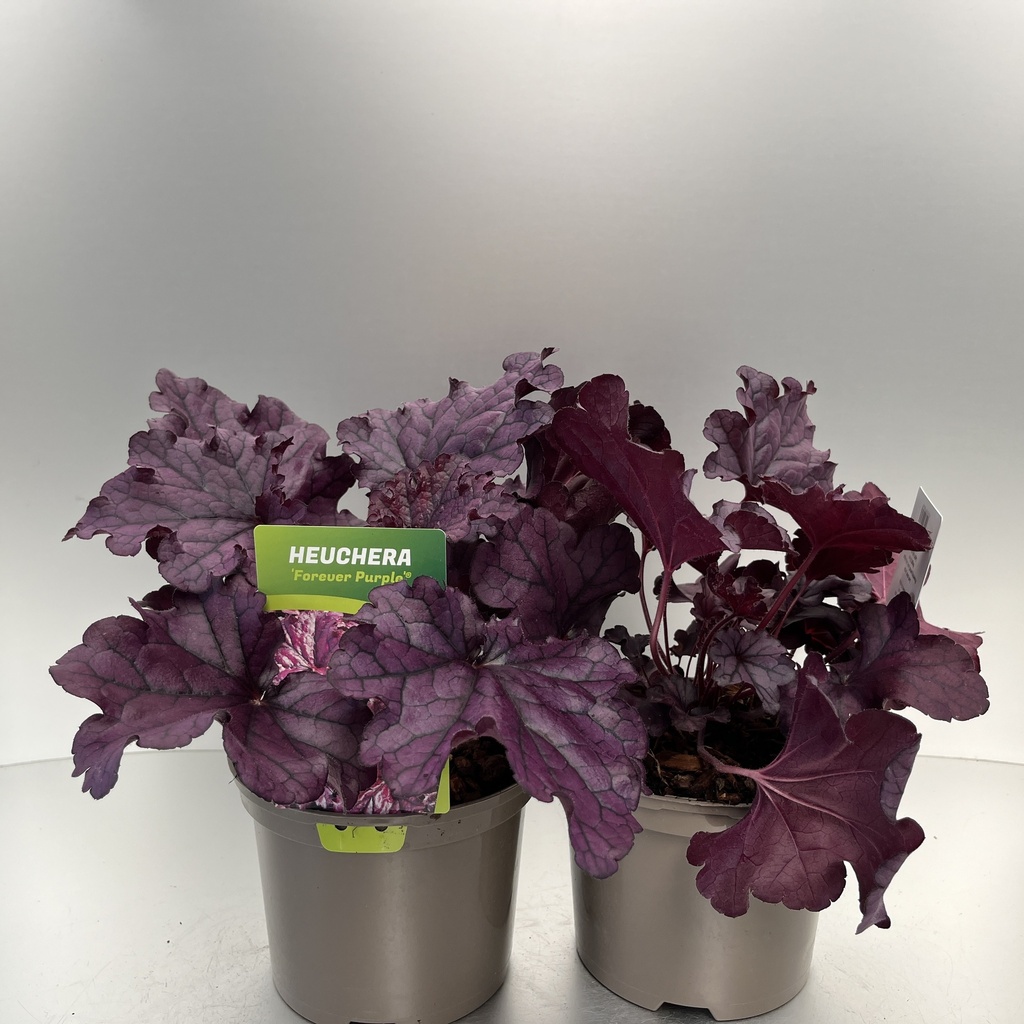 [HEUFPURP-C2] Heuchera 'Forever Purple'®