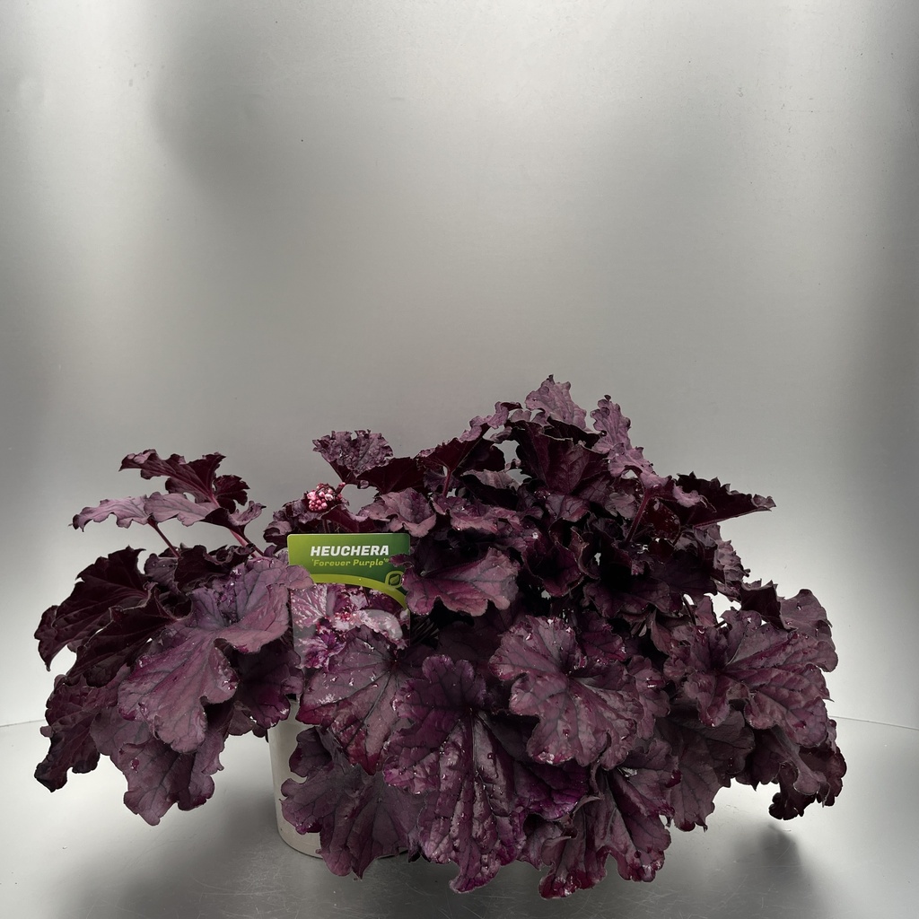 [HEUFPURP-C2] Heuchera 'Forever Purple'®