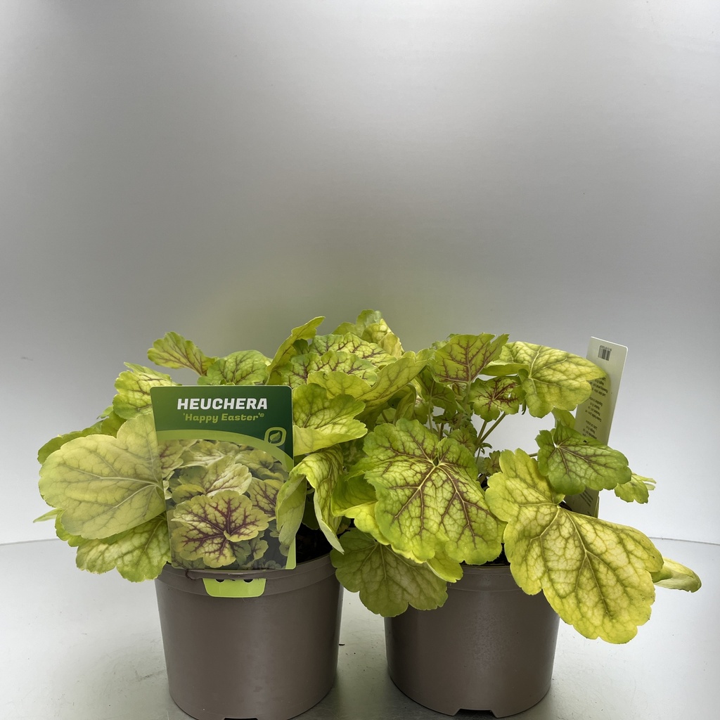 [HEUHEAST-C2] Heuchera 'Happy Easter'®