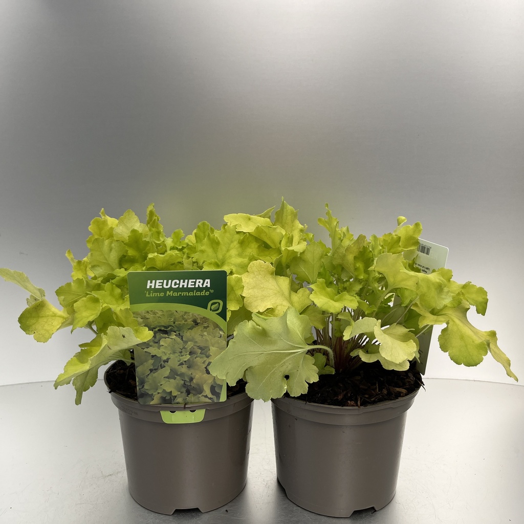 [HEULMARM-C2] Heuchera 'Lime Marmalade'®