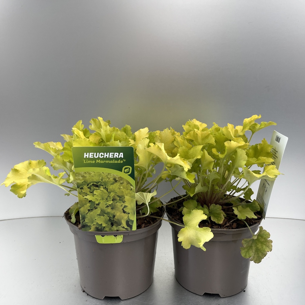 [HEULMARM-C2] Heuchera 'Lime Marmalade'®