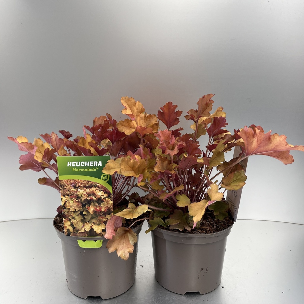 [HEUMARMA-C2] Heuchera 'Marmalade'®