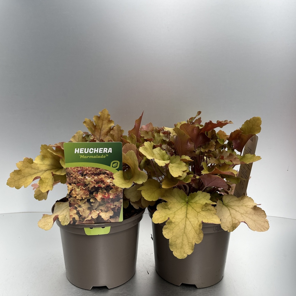 [HEUMARMA-C2] Heuchera 'Marmalade'®