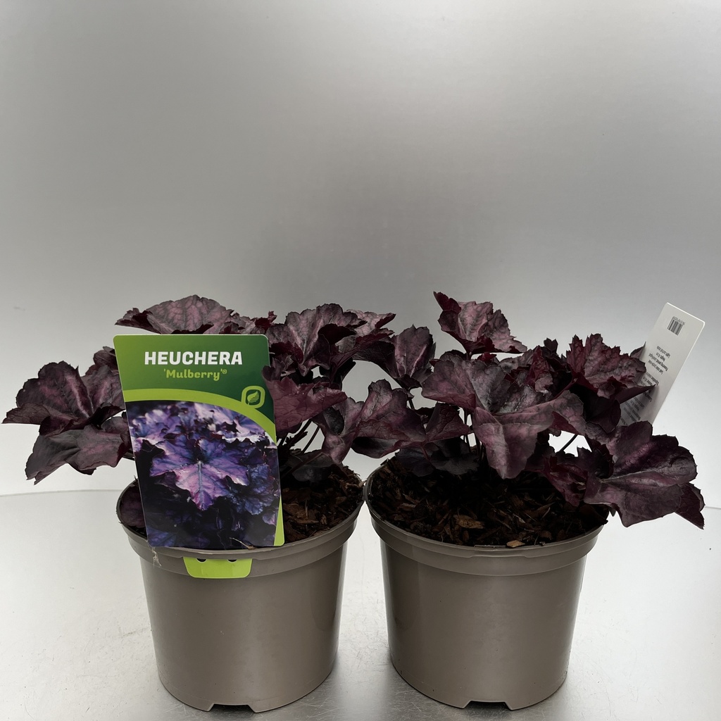 [HEUMULBE-C2] Heuchera 'Mulberry'®