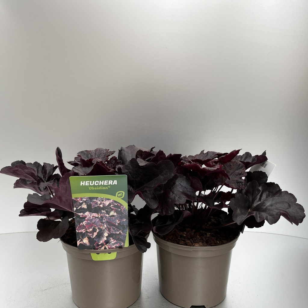 [HEUOBSID-C2] Heuchera 'Obsidian'®