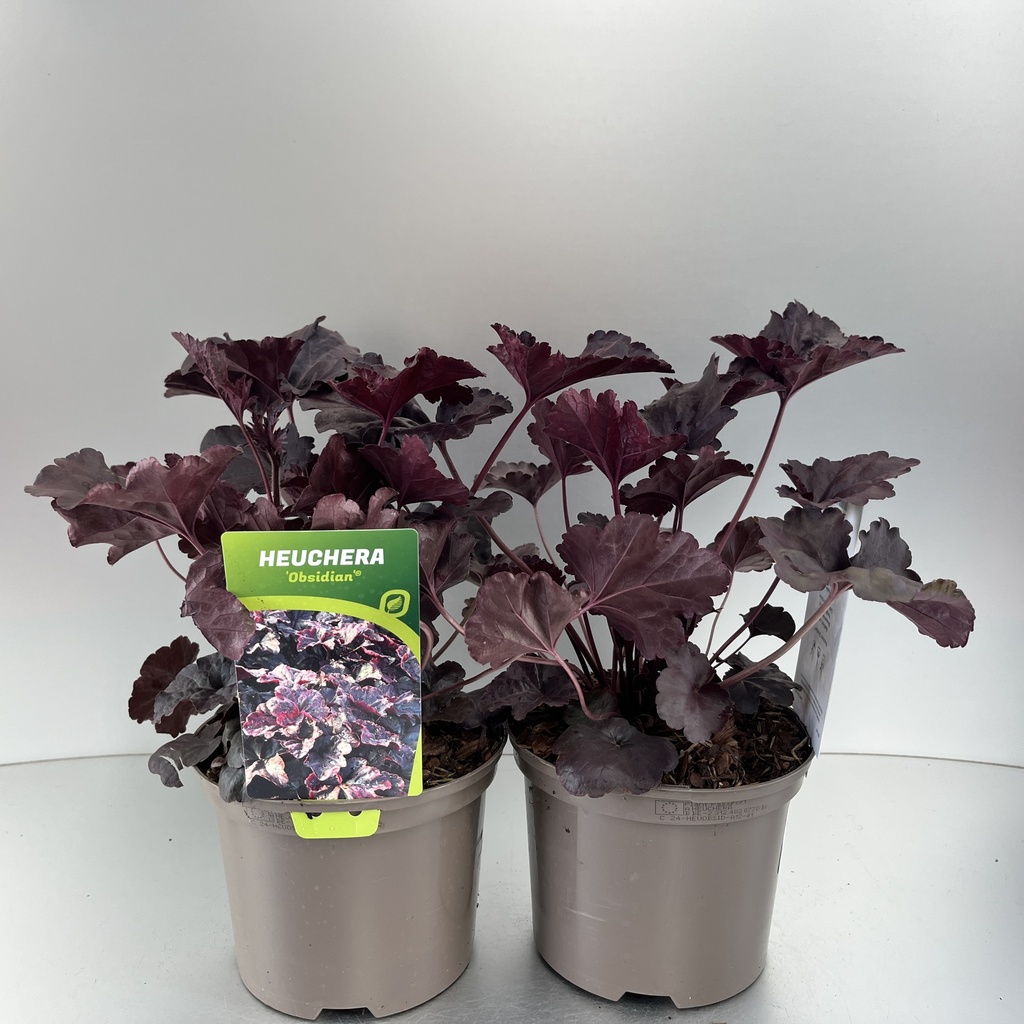 [HEUOBSID-C2] Heuchera 'Obsidian'®
