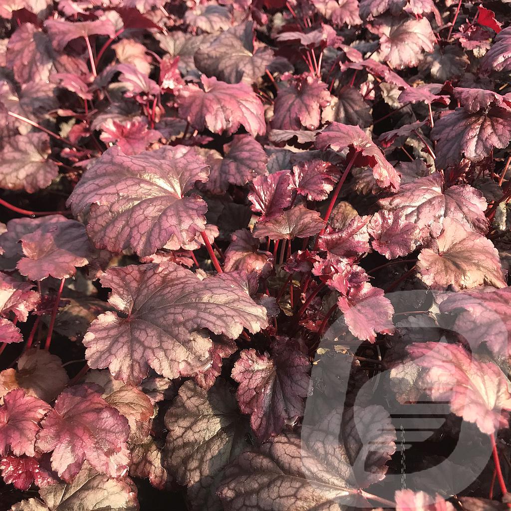 [HEUPPUDD-C2] Heuchera 'Plum Pudding'®