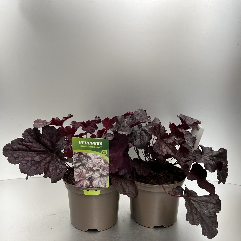 [HEUPPUDD-C2] Heuchera 'Plum Pudding'®