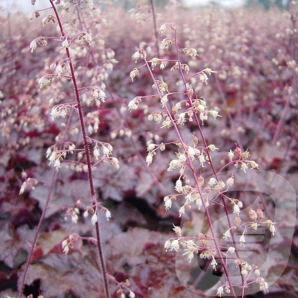 [HEUPPURP-C2] Heuchera micr. 'Palace Purple'