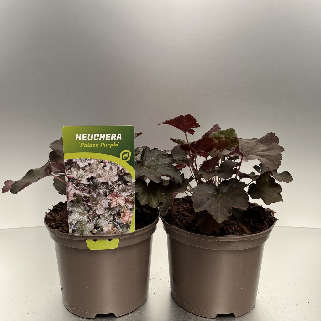 [HEUPPURP-C2] Heuchera micr. 'Palace Purple'