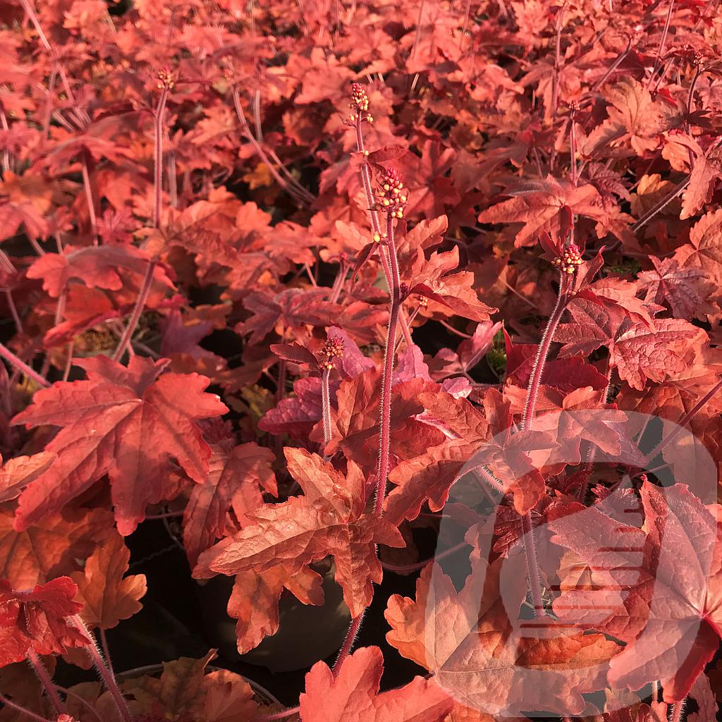 [HEURROVE-C2] Heucherella 'Red Rover'®