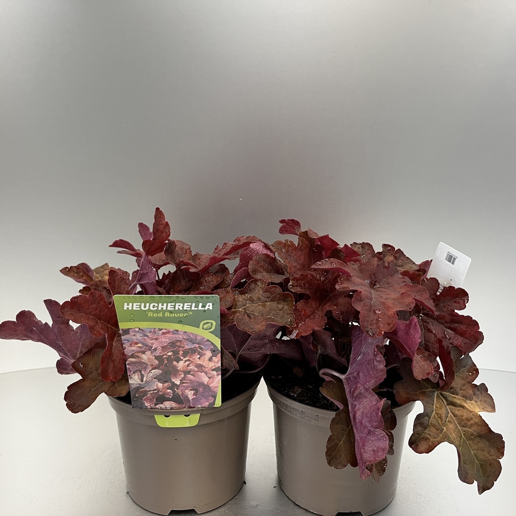 [HEURROVE-C2] Heucherella 'Red Rover'®