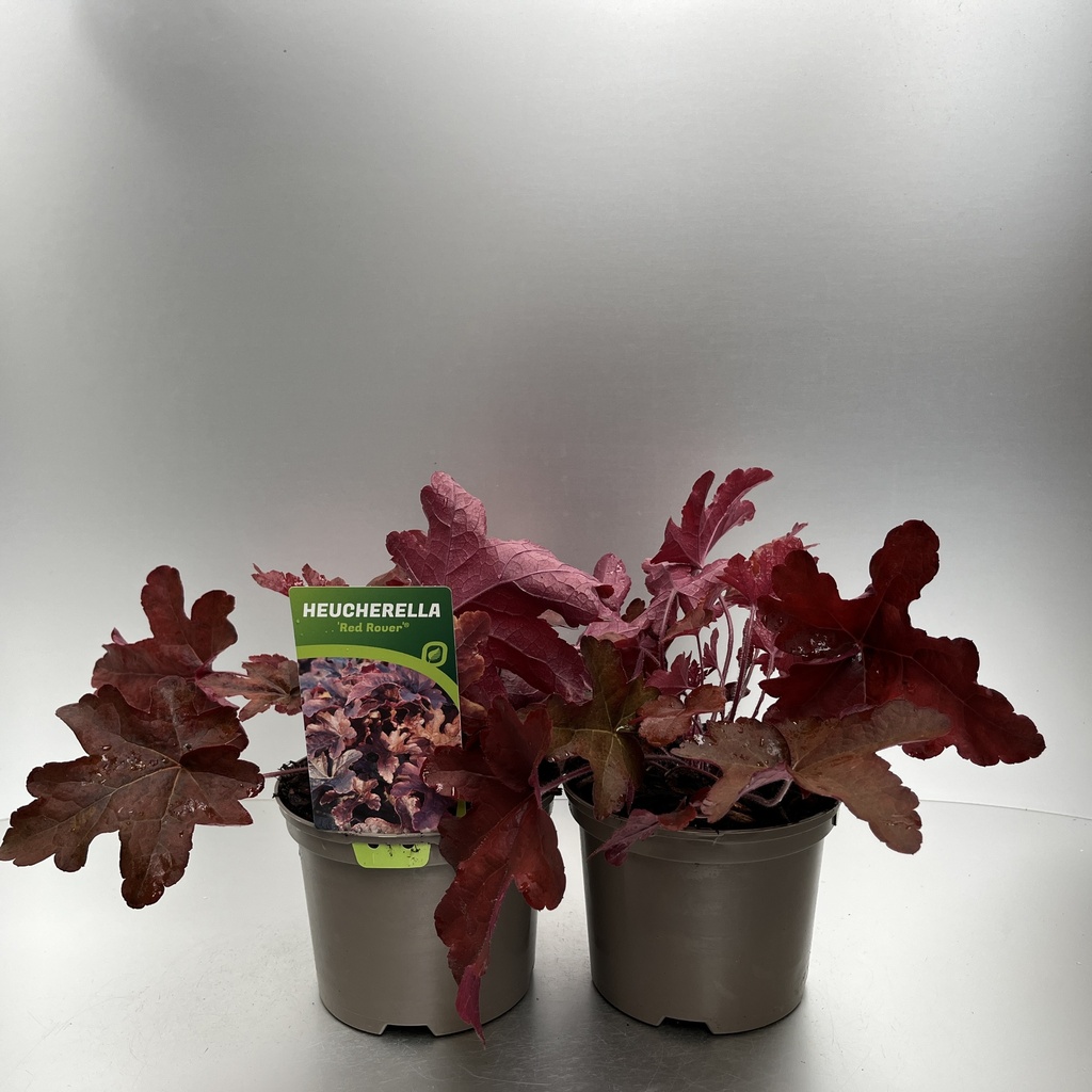 [HEURROVE-C2] Heucherella 'Red Rover'®