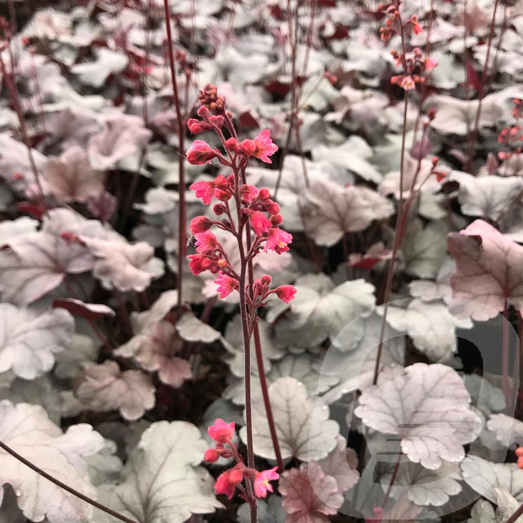 [HEUSGUMD-C2] Heuchera 'Silver Gumdrop'®