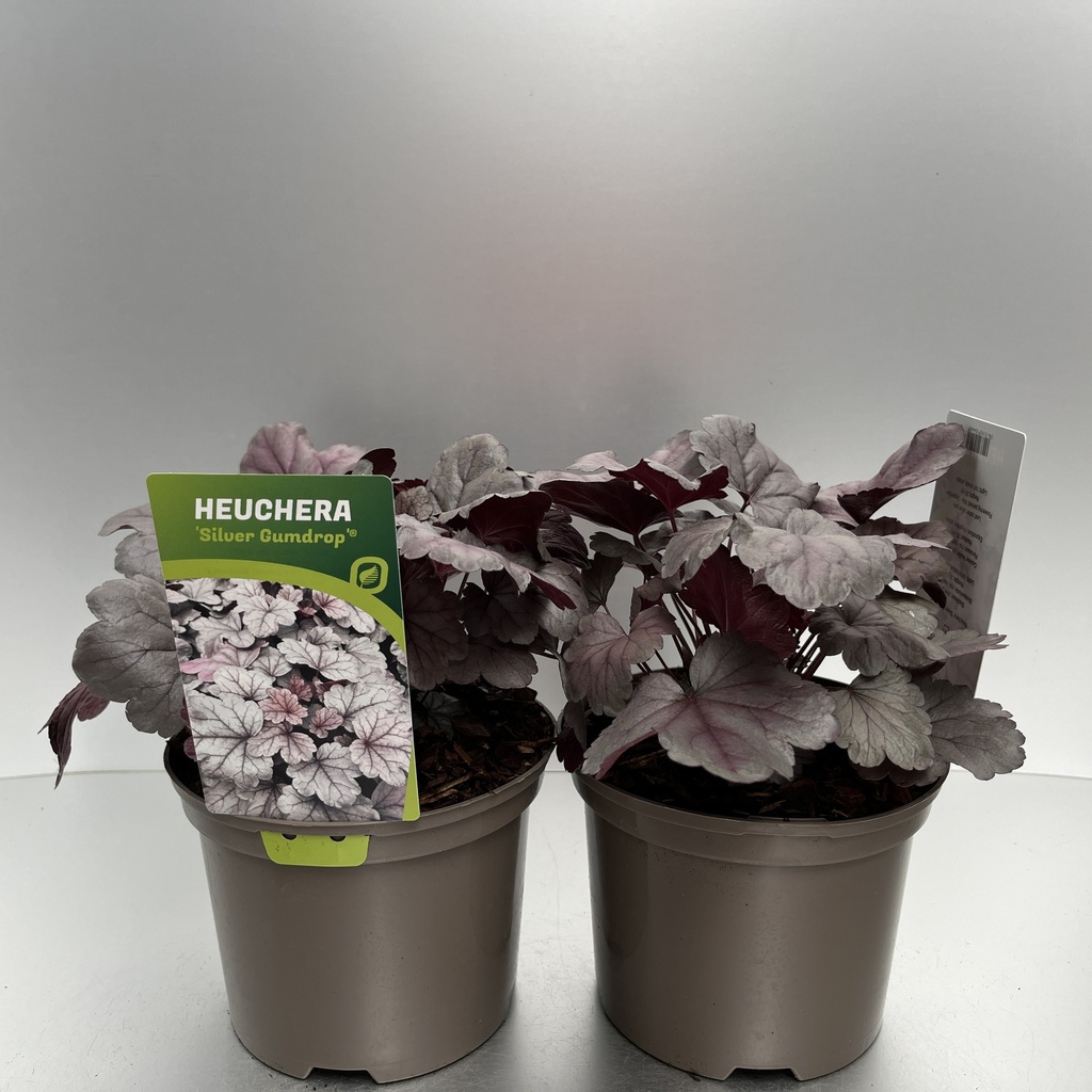 [HEUSGUMD-C2] Heuchera 'Silver Gumdrop'®