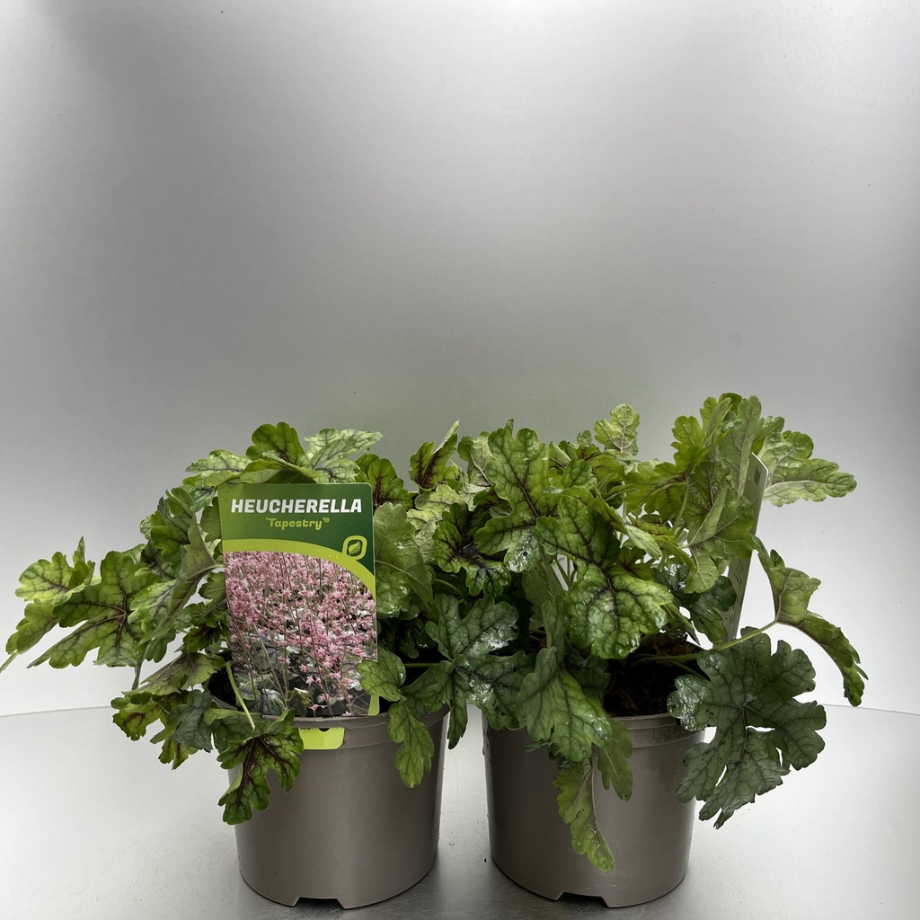 [HEUTAPES-C2] Heucherella 'Tapestry'®