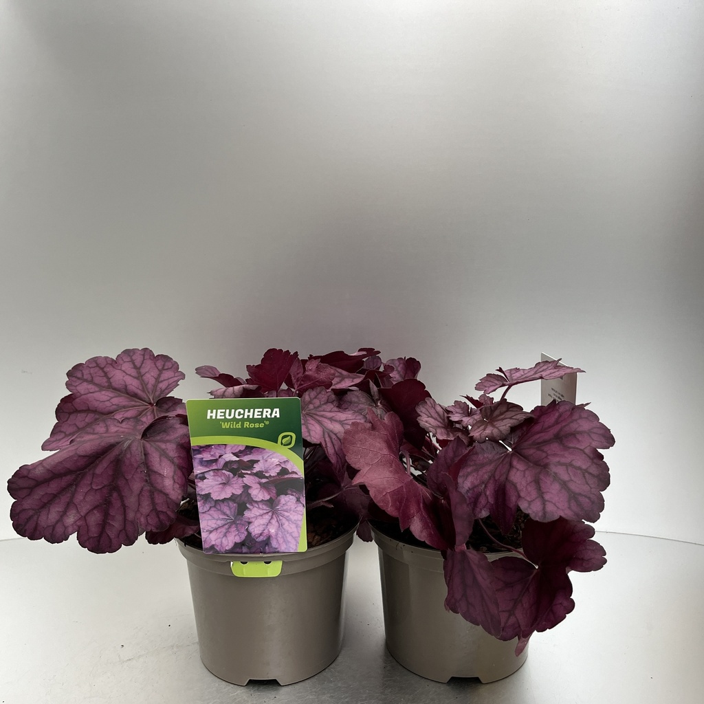 [HEUWROSE-C2] Heuchera 'Wild Rose'®