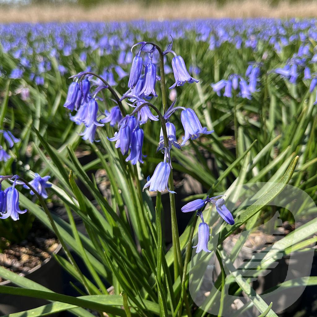 [HYAEBLUE-C2] Hyacinthoides 'English Bluebells'