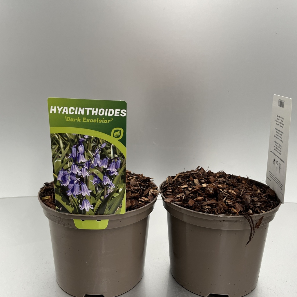 [HYAEBLUE-C2] Hyacinthoides 'English Bluebells'