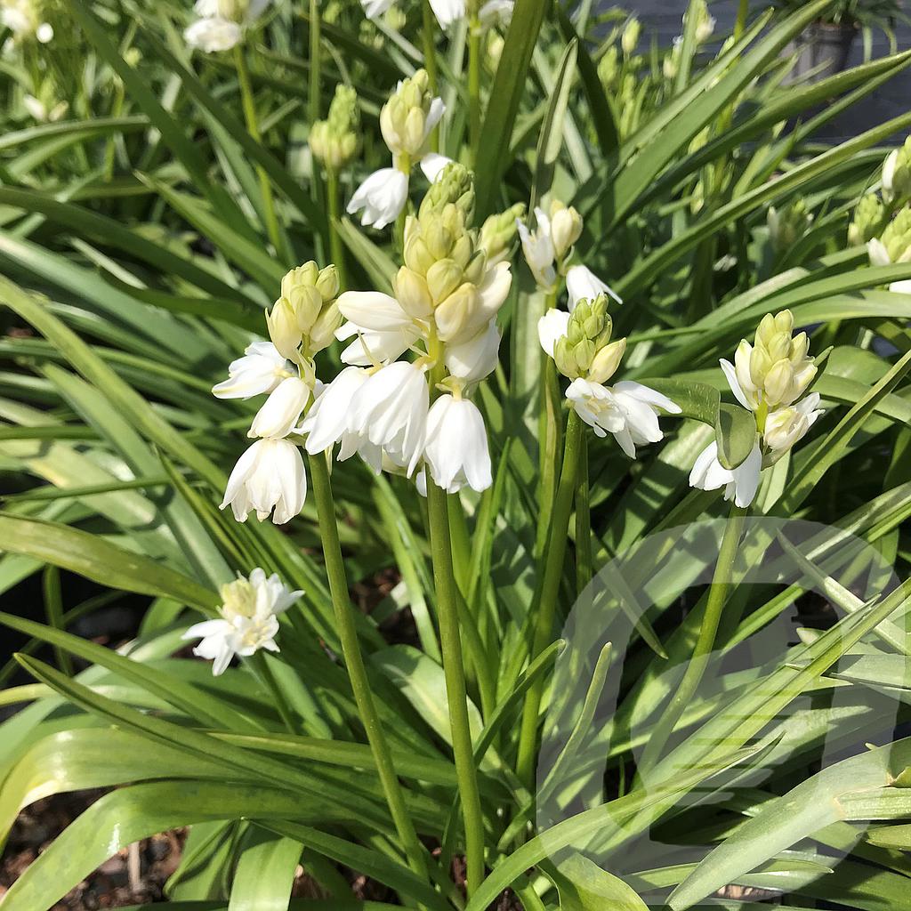 [HYAWPROS-C2] Hyacinthoides hisp. 'White Prosperity'